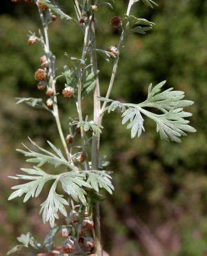 artemisia2x300.jpg