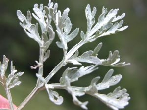 artemisia300.jpg