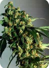 superskunk.jpg